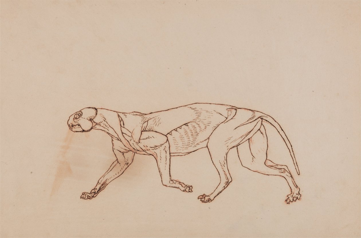 En komparativ anatomisk utstilling av menneskekroppens struktur med en tiger og en ... av George Stubbs