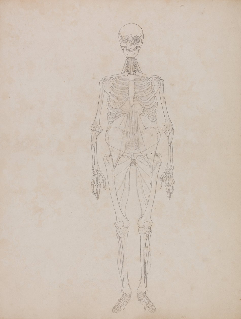 En komparativ anatomisk utstilling av menneskekroppens struktur med en tiger og en ... av George Stubbs