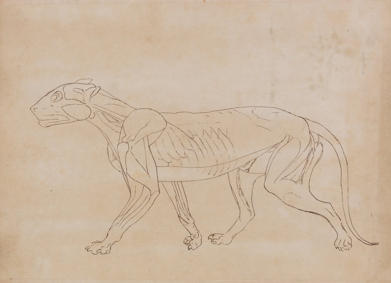 En komparativ anatomisk utstilling av menneskekroppens struktur med en tiger og en ... av George Stubbs