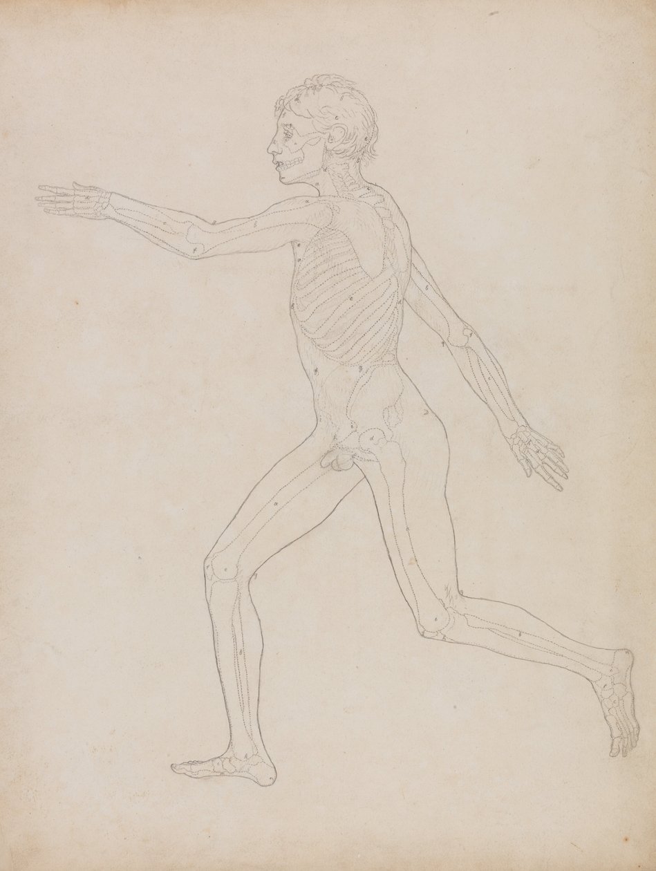 En komparativ anatomisk utstilling av menneskekroppens struktur med en tiger og en ... av George Stubbs