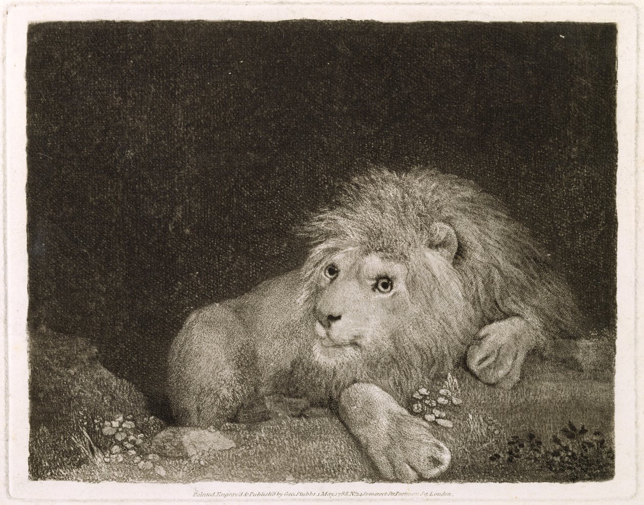 A Lion (A Recumbent Lion) gravert av kunstneren, pub. 1788 av George Stubbs