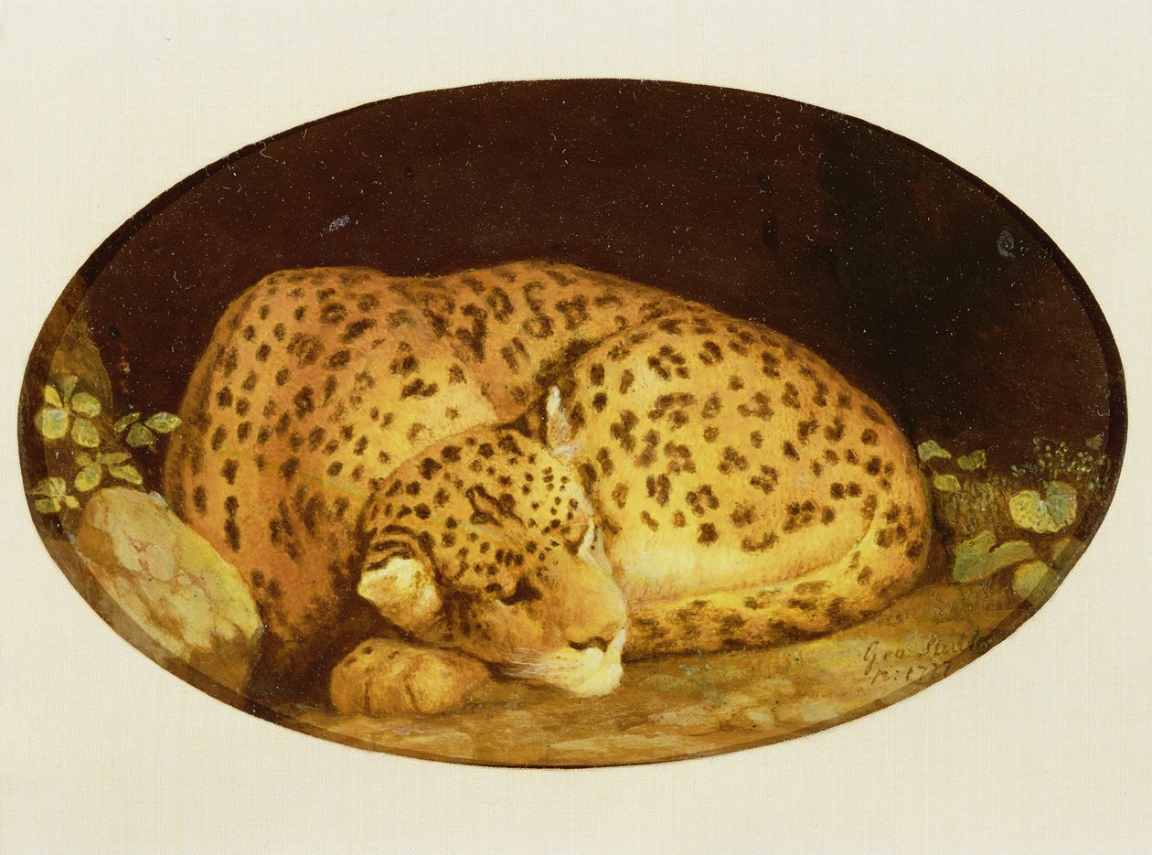 Sleeping Leopard, 1777 (emalje på Wedgwood kjeksfajanse) av George Stubbs