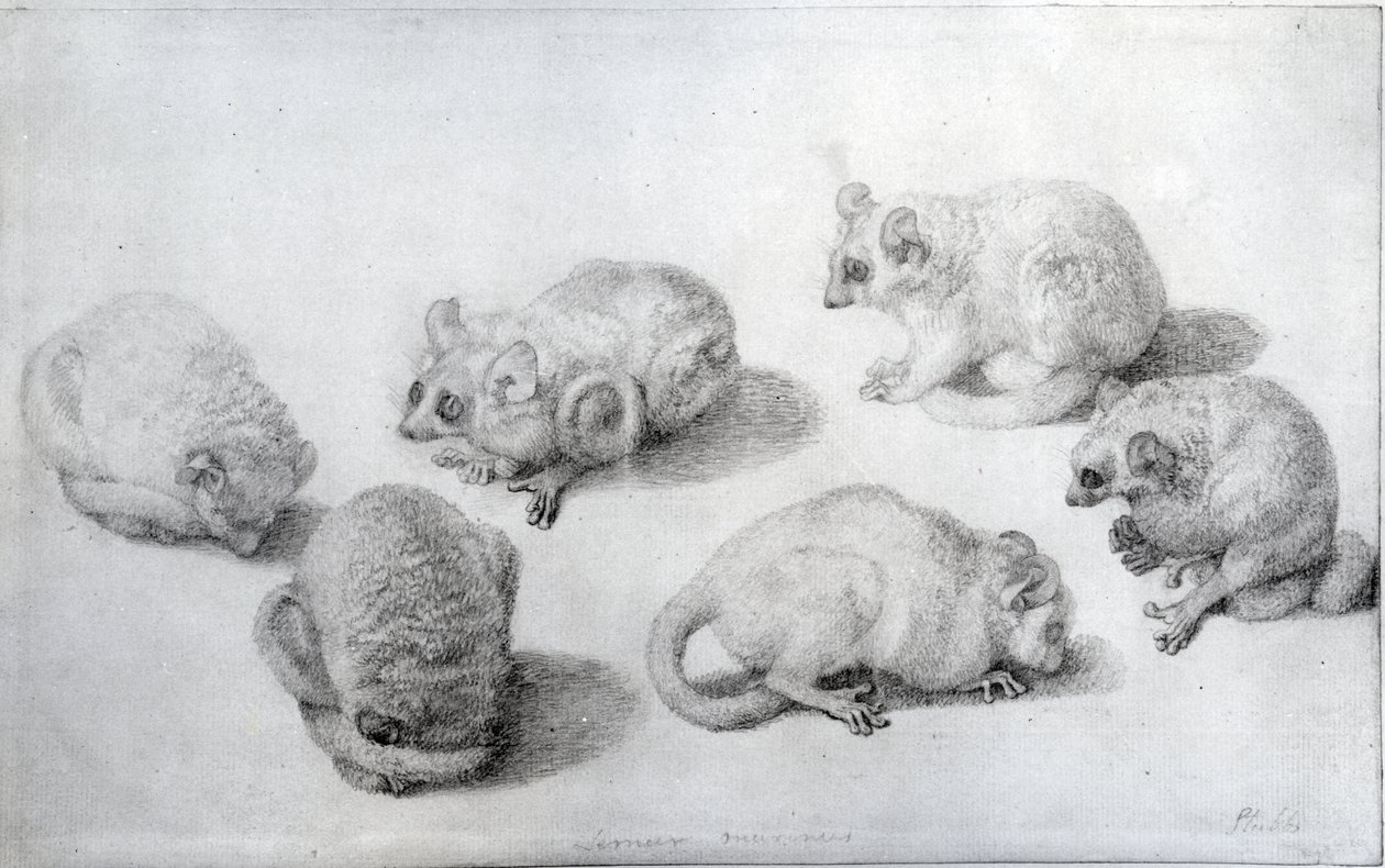 Studier av en lemur, 1773 (grafitt på papir) av George Stubbs
