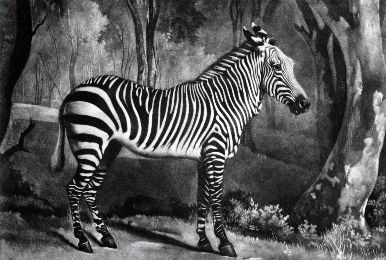 The Sebra, or Wild Ass, gravert av George Townley Stubbs, 1771 (mezzotint) av George Stubbs