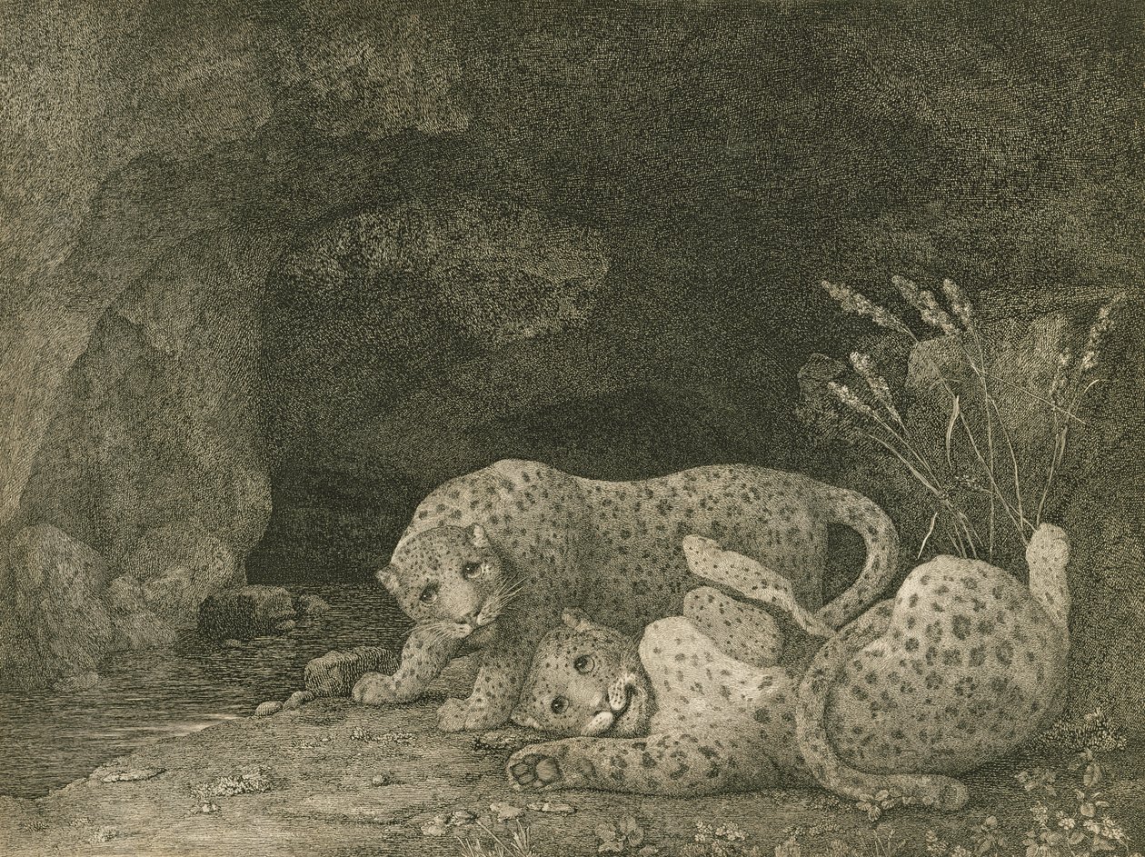 Tygers at Play, gravert av kunstneren, pub. 1789 av George Stubbs
