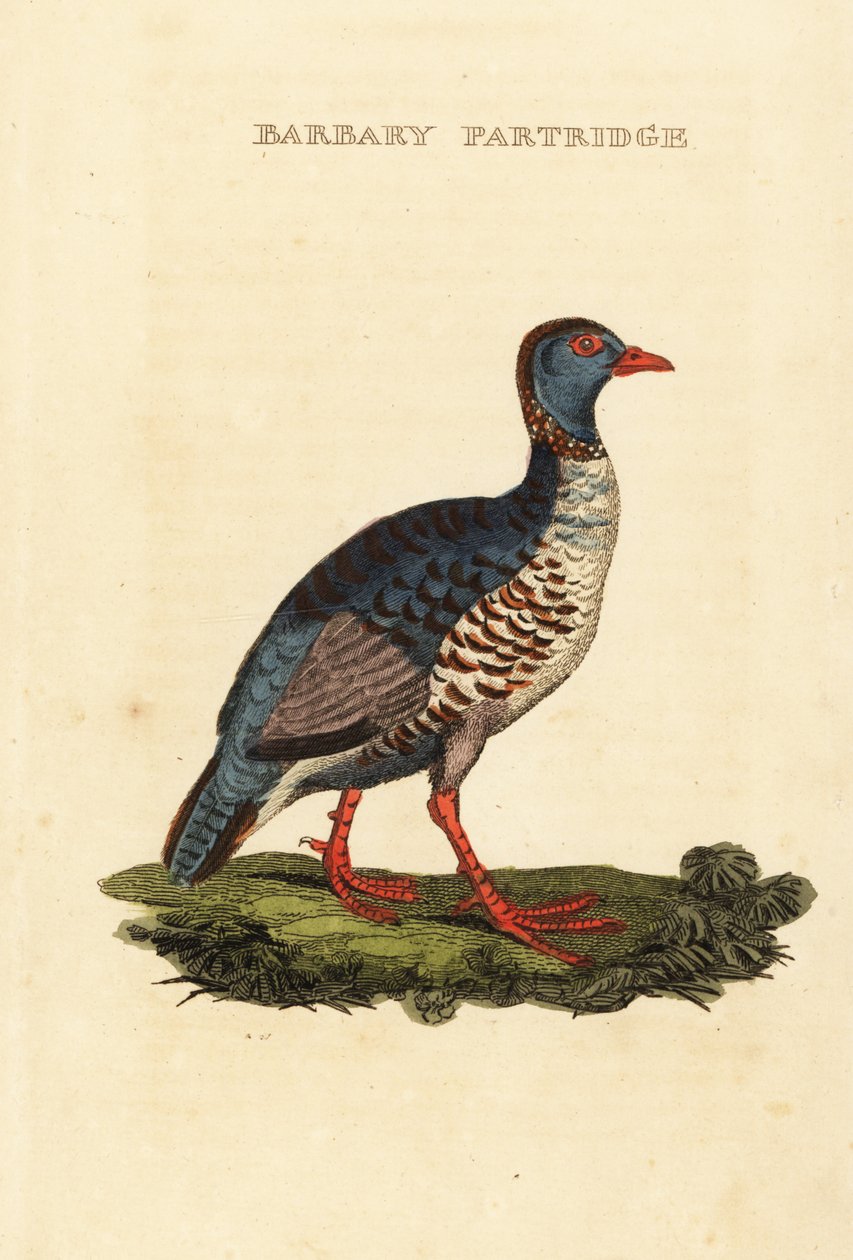 Barbary rapphøne, Alectoris barbara av George (after) Edwards