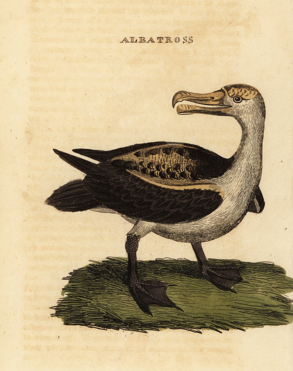 Svartbrynet albatross, Thalassarche melanophris av George (after) Edwards