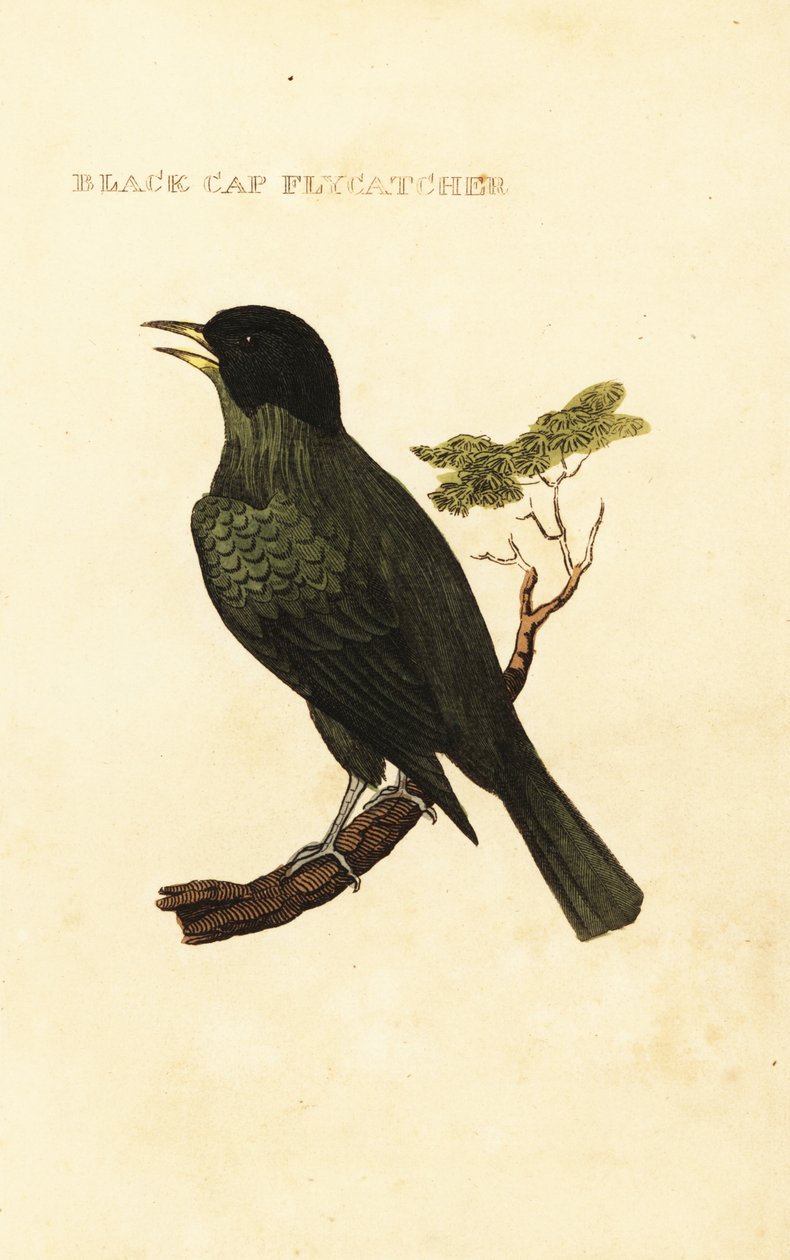 Svartlokket bulbul, Pycnonotus melanicterus av George (after) Edwards