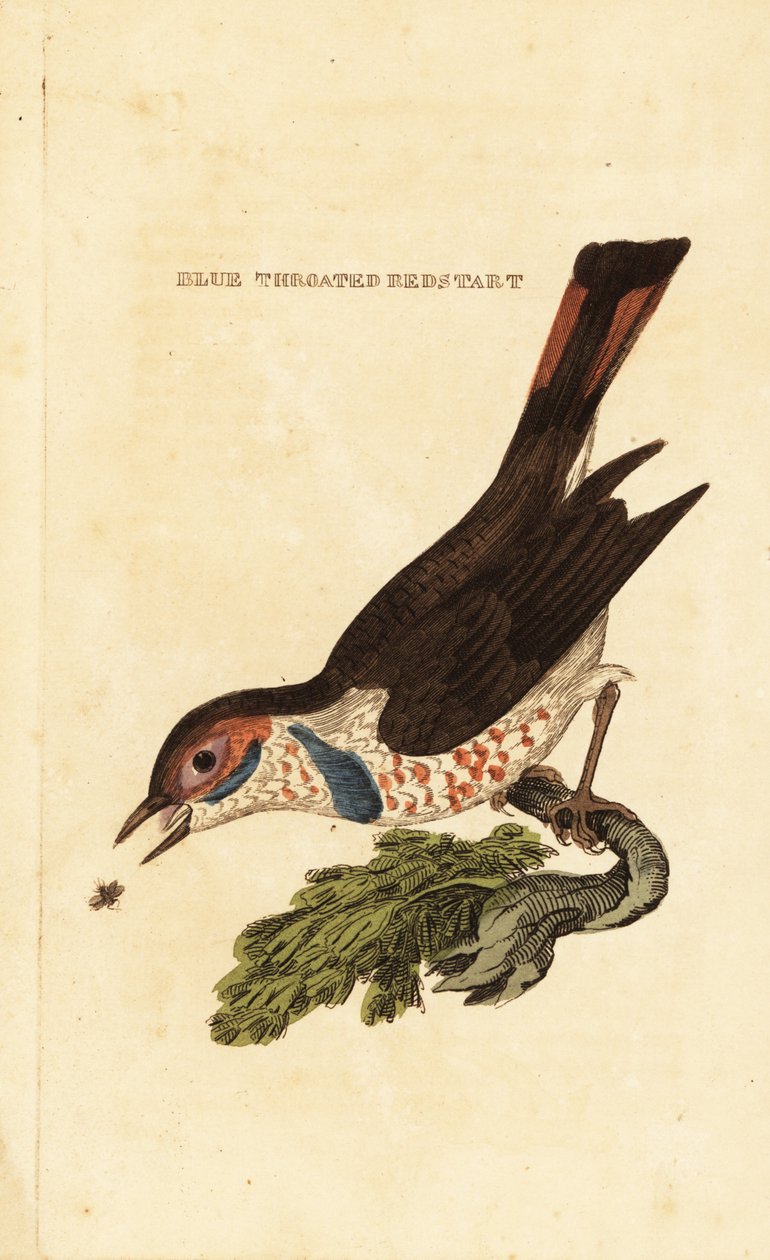 Blåstrupe, Luscinia svecica av George (after) Edwards