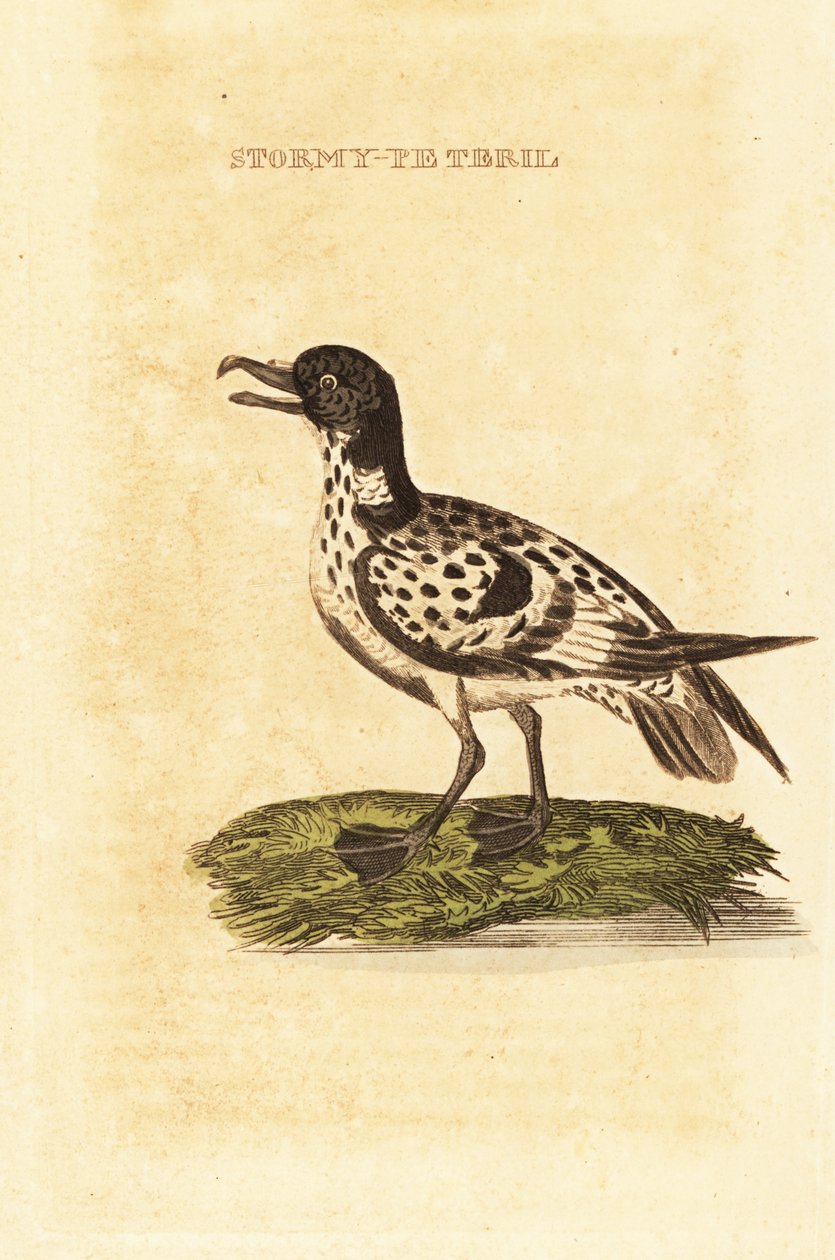 Kapppetrel, Daption capense av George (after) Edwards