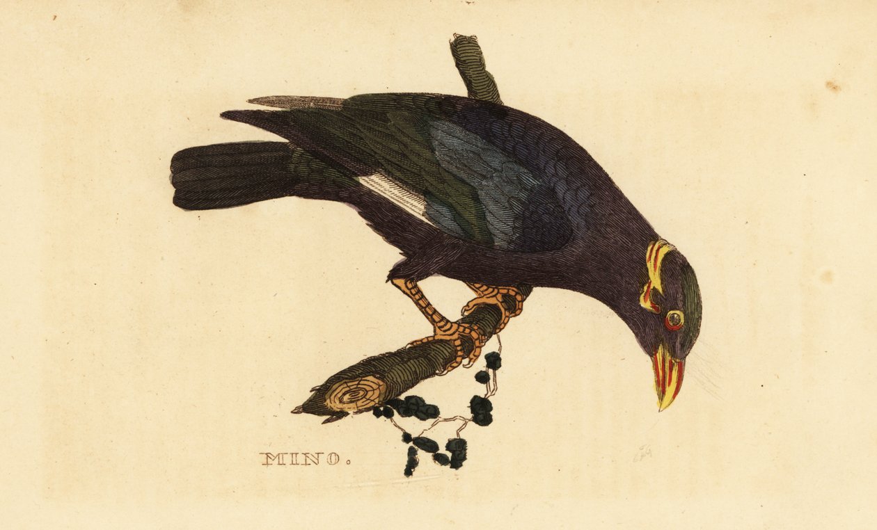 Kragemyna, Acridotheres albocinctus av George (after) Edwards