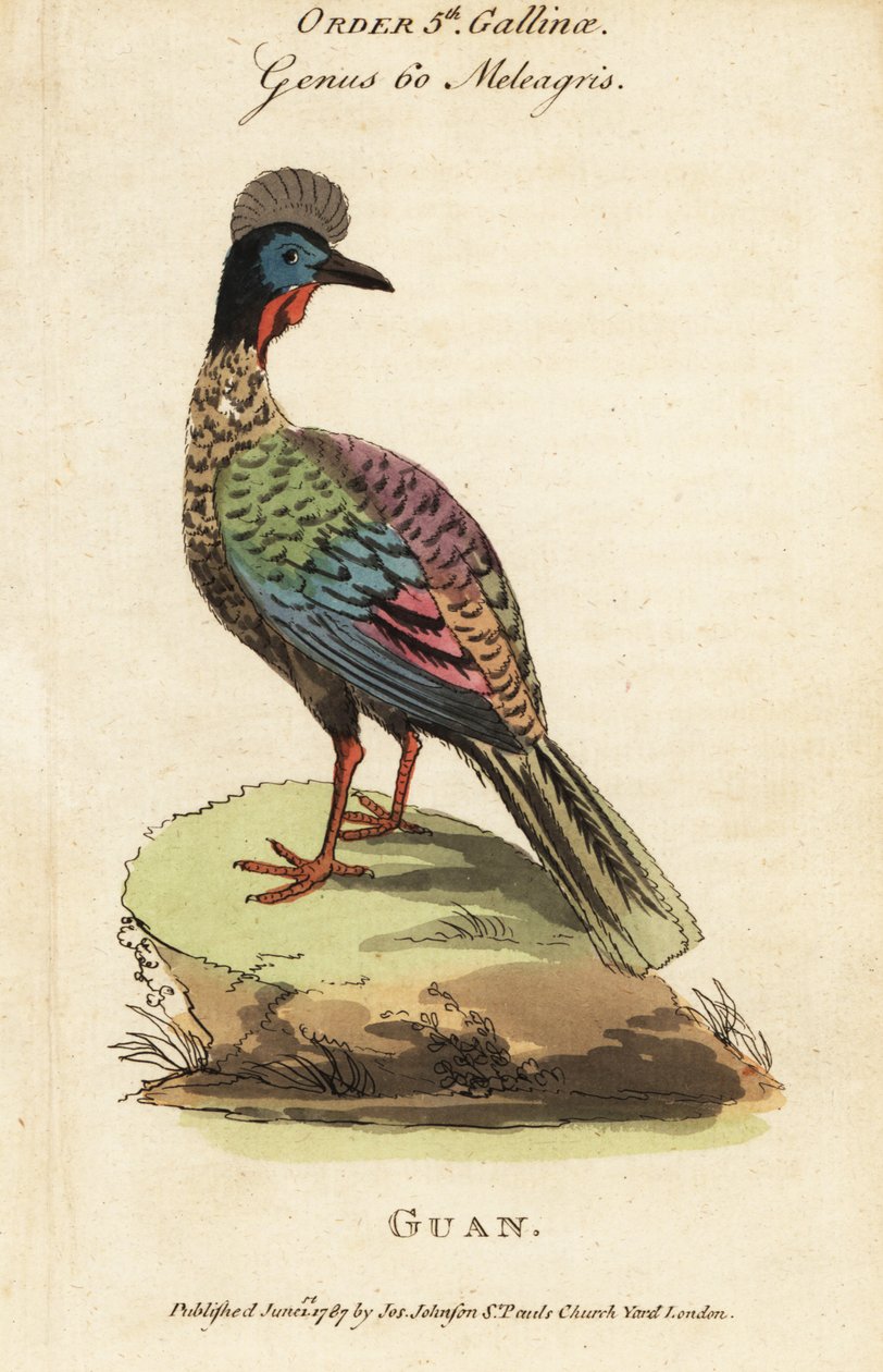 Crested guan, Penelope purpurascens av George (after) Edwards