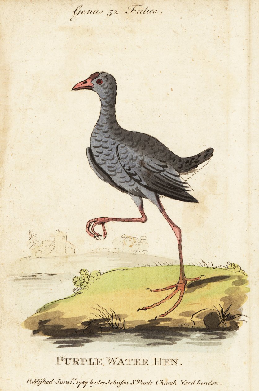 Gråhodet sumphen, Porphyrio poliocephalus av George (after) Edwards