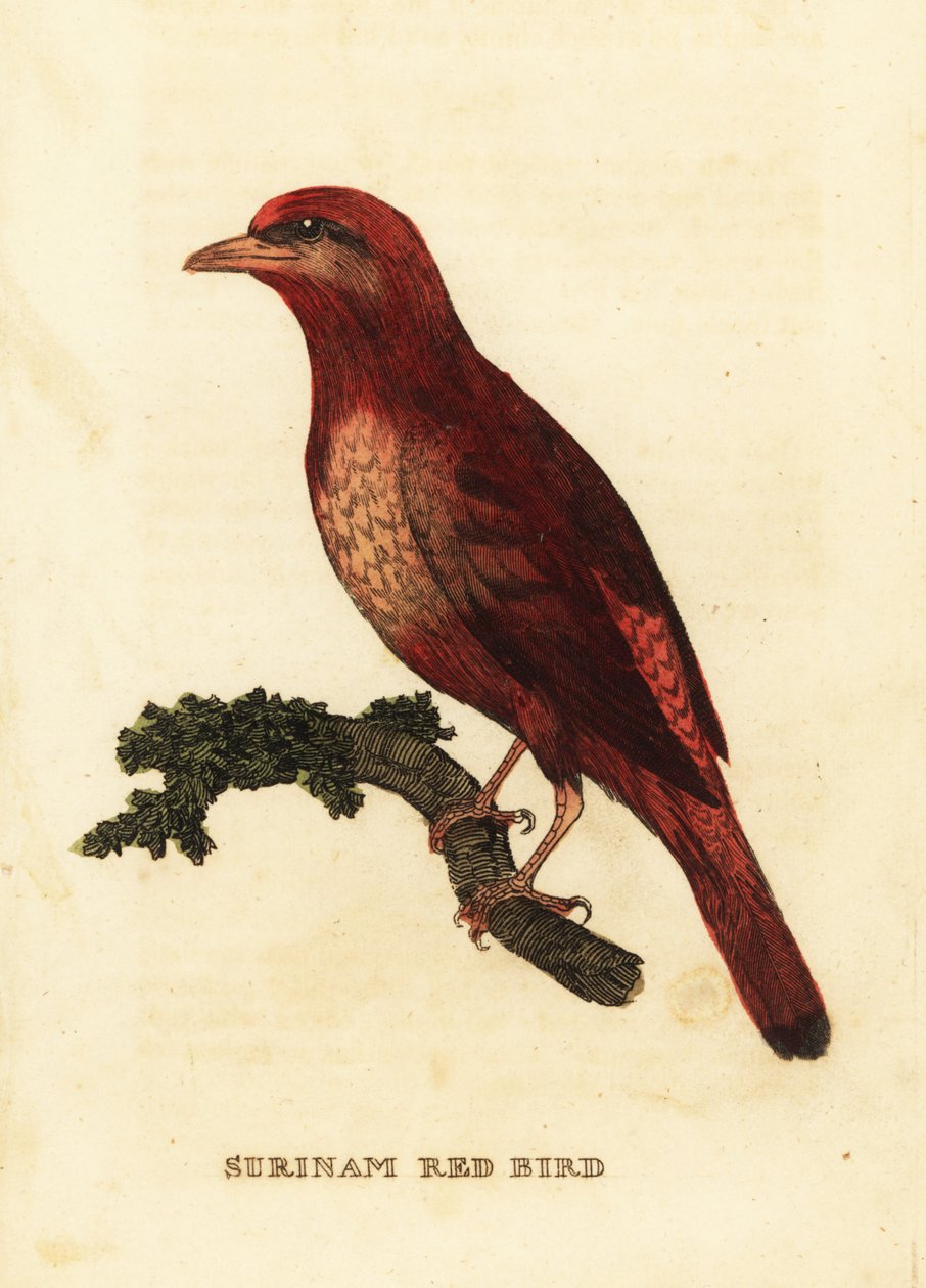 Guianan red cotinga, Phoenix slakter av George (after) Edwards