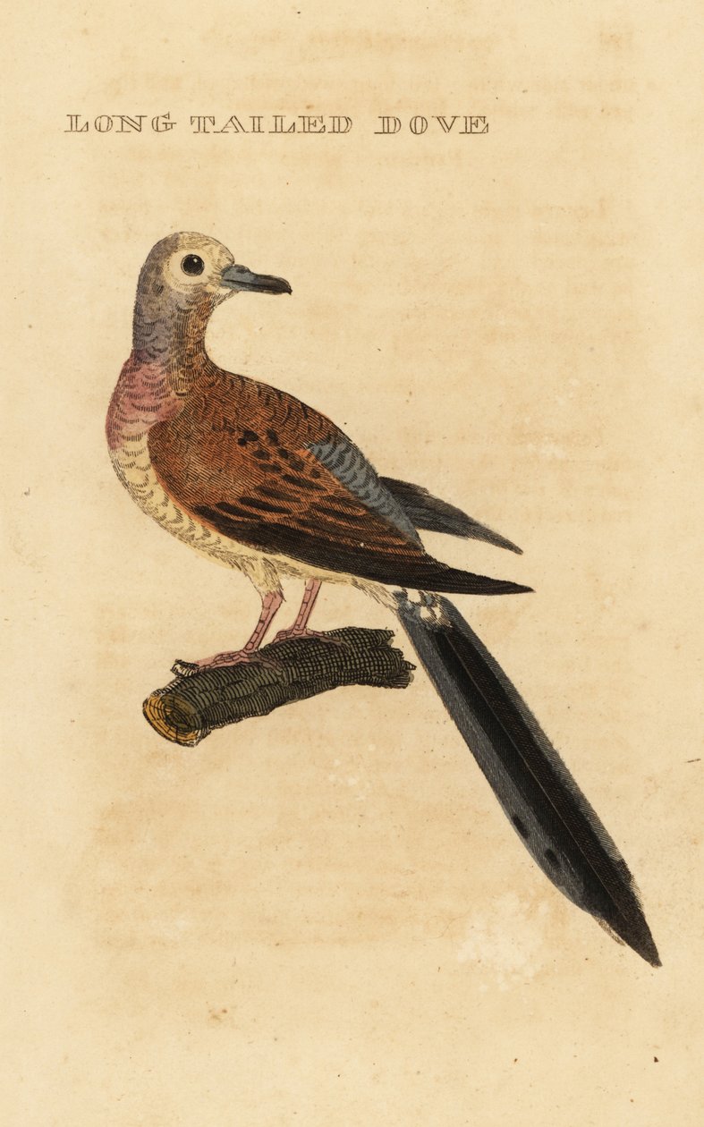 Sørgende due, Zenaida macroura av George (after) Edwards