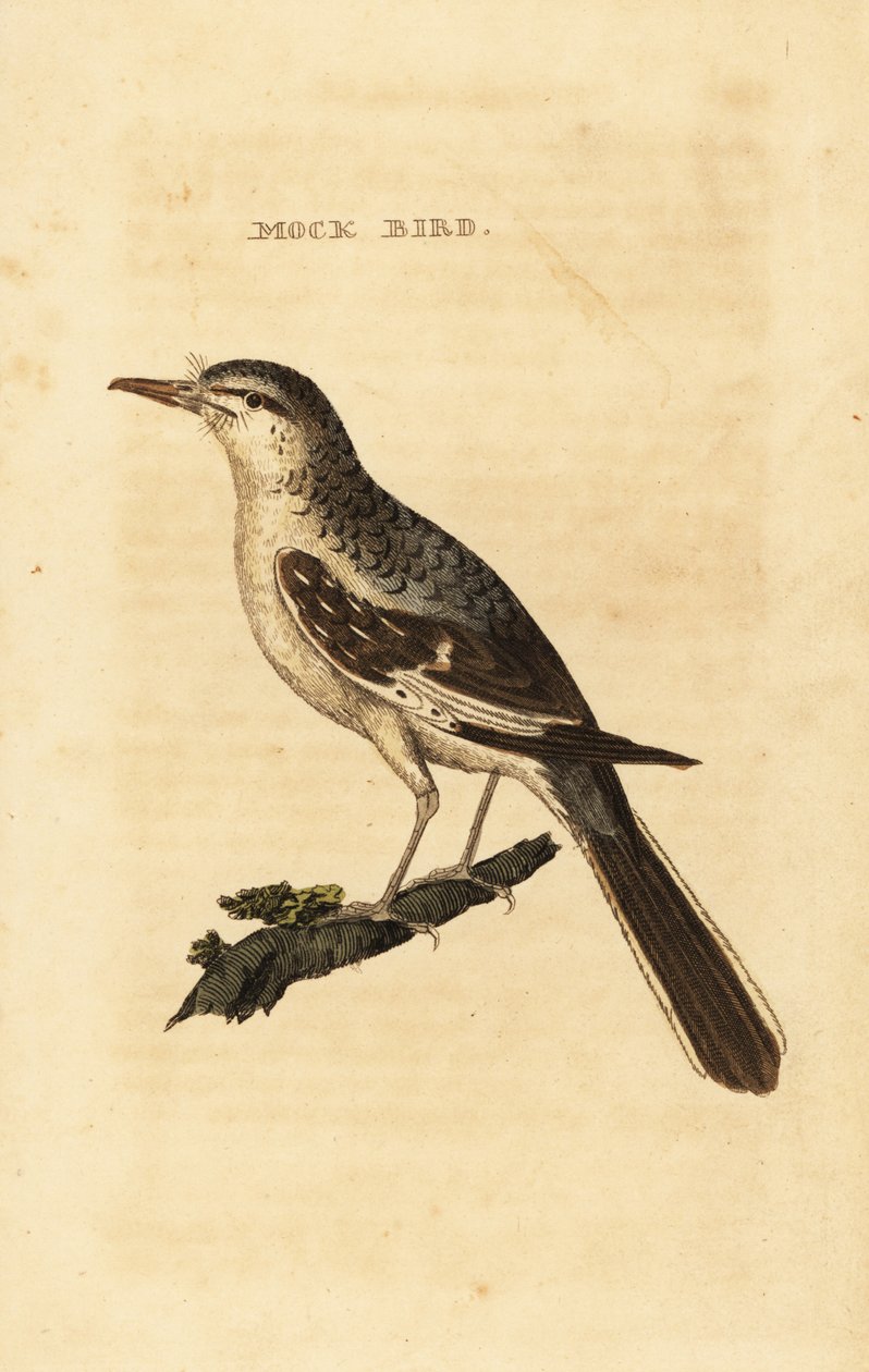 Nordlig spottfugl, Mimus polyglottos av George (after) Edwards