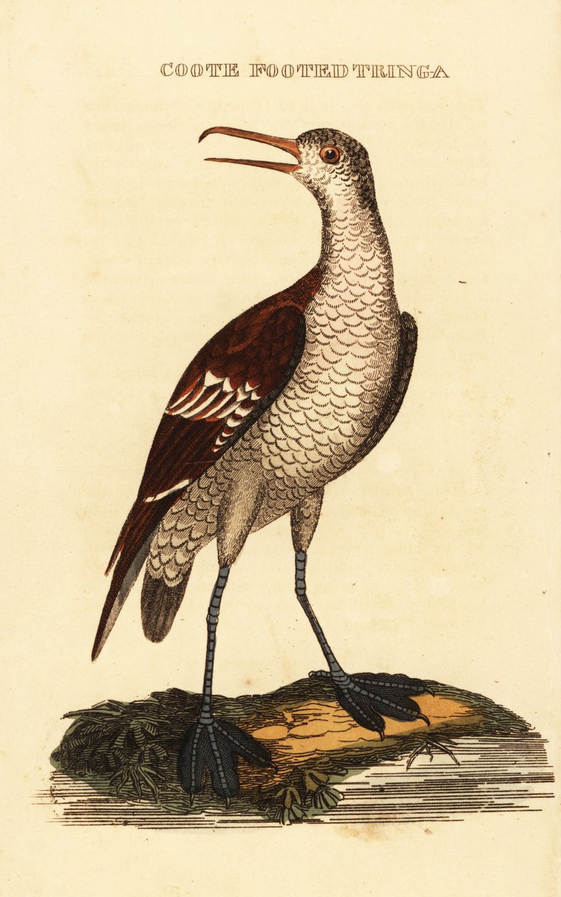 Rødhalset phalarope, Phalaropus lobatus av George (after) Edwards