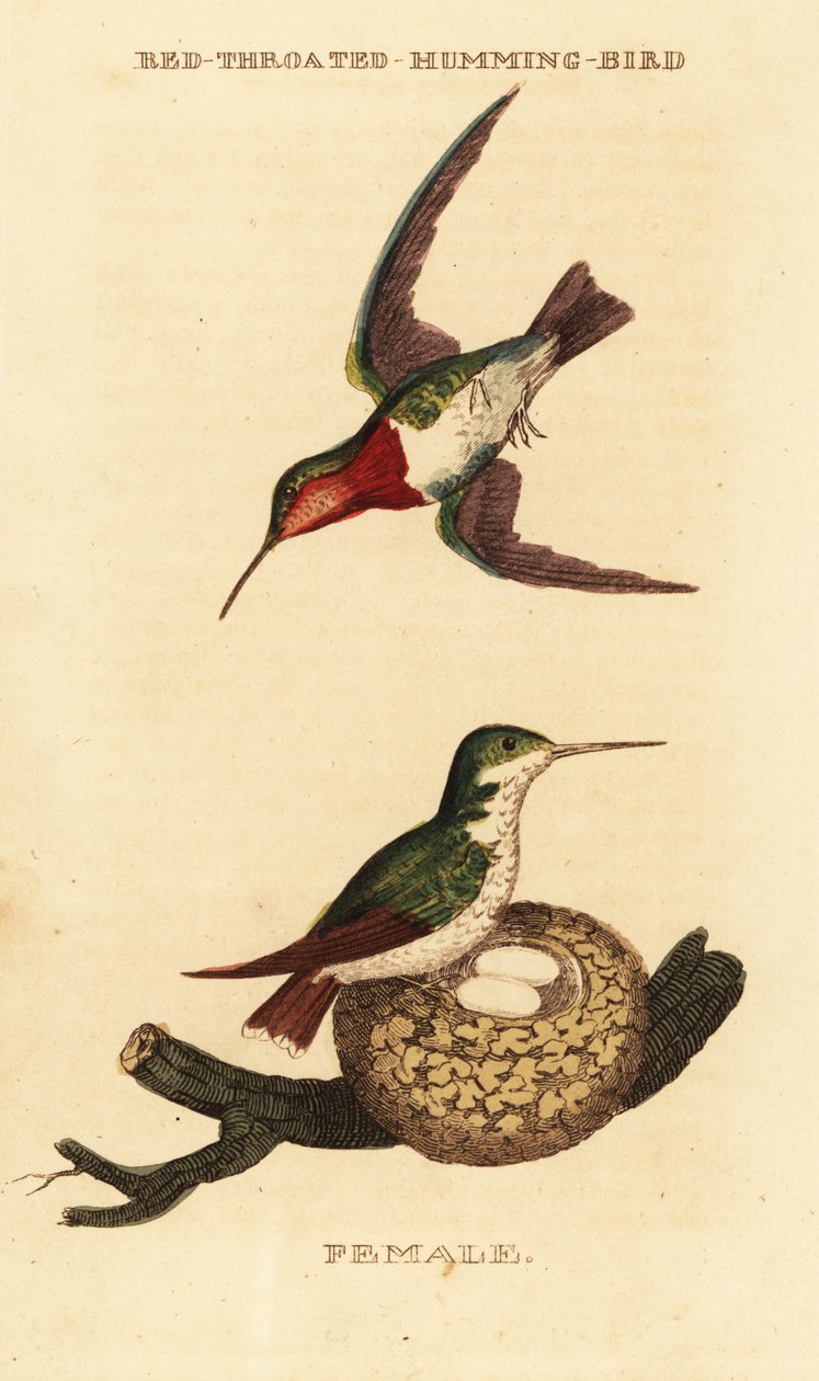 Ruby-throated kolibri, Archilochus colubris av George (after) Edwards