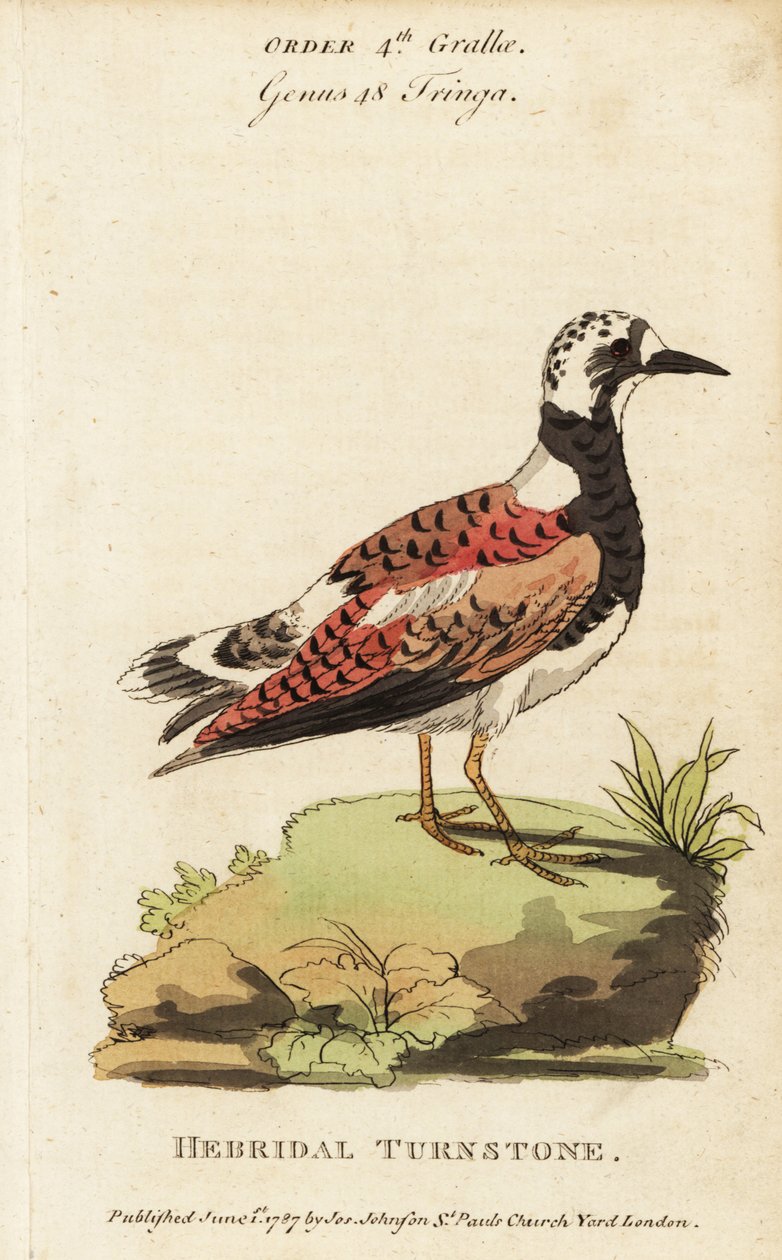Ruddy turnstone, Arenaria-oversetter av George (after) Edwards