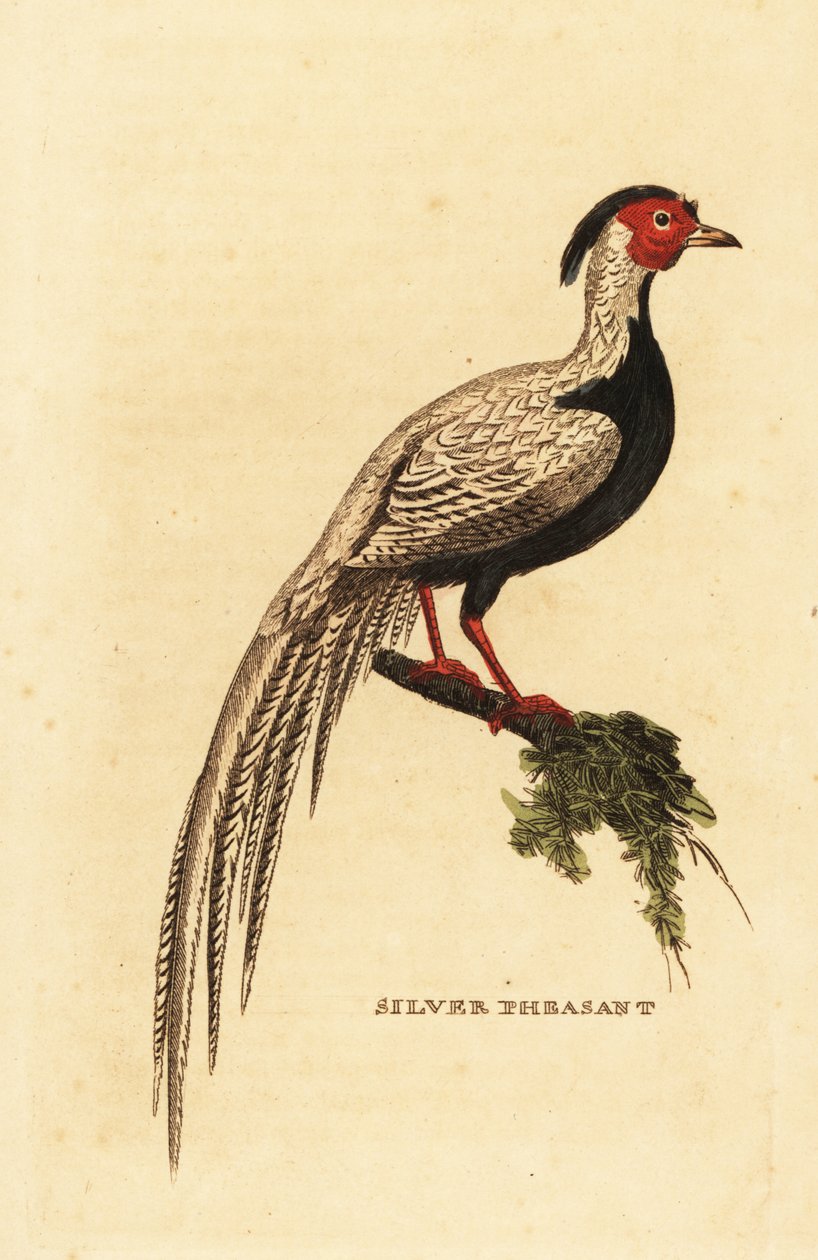 Sølvfasan, Lophura nycthemera av George (after) Edwards