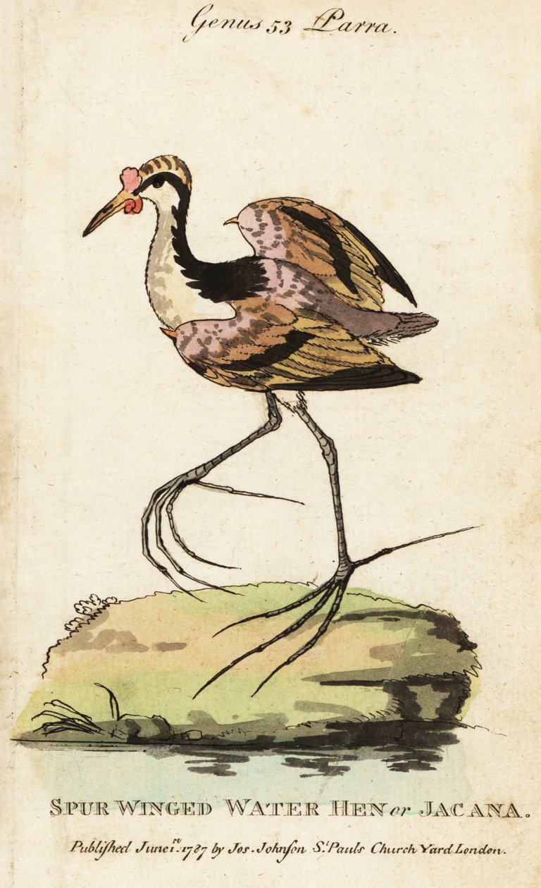 Wattled jacana, Jacana jacana av George (after) Edwards