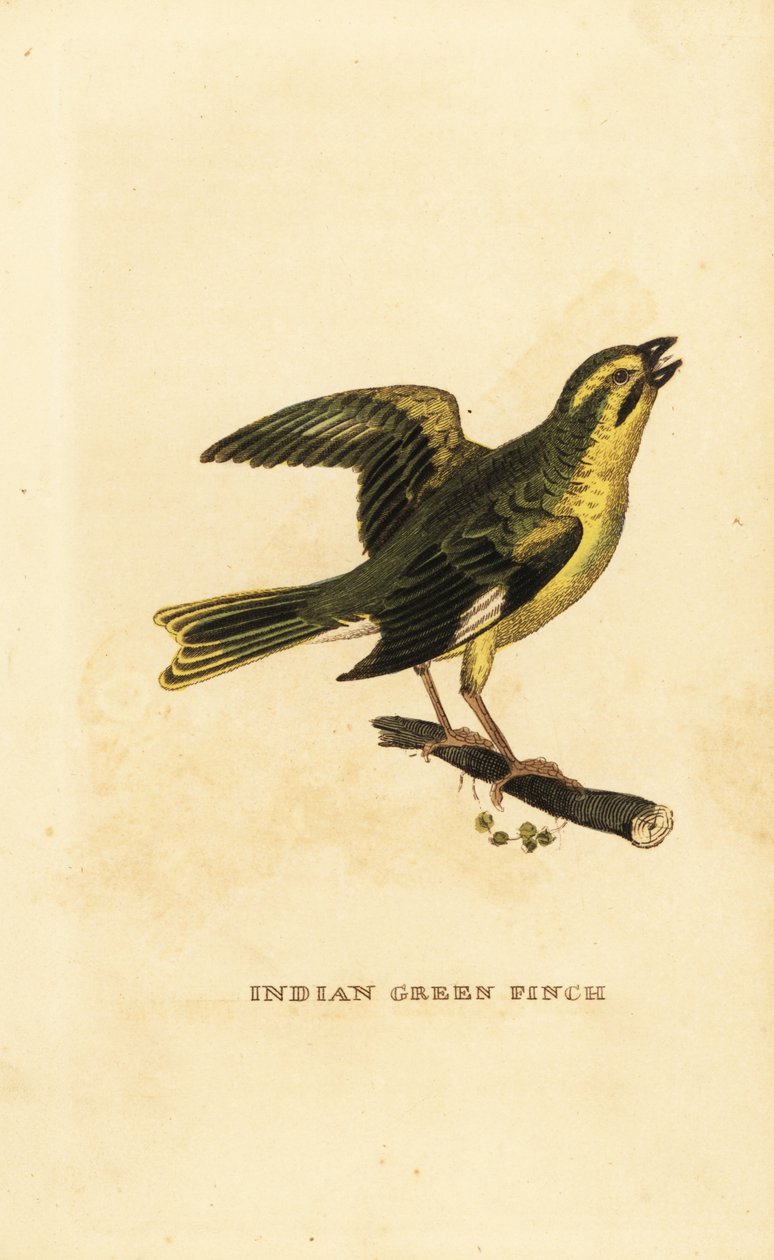 Gulbrynet grønnfink, Chloris spinoides av George (after) Edwards