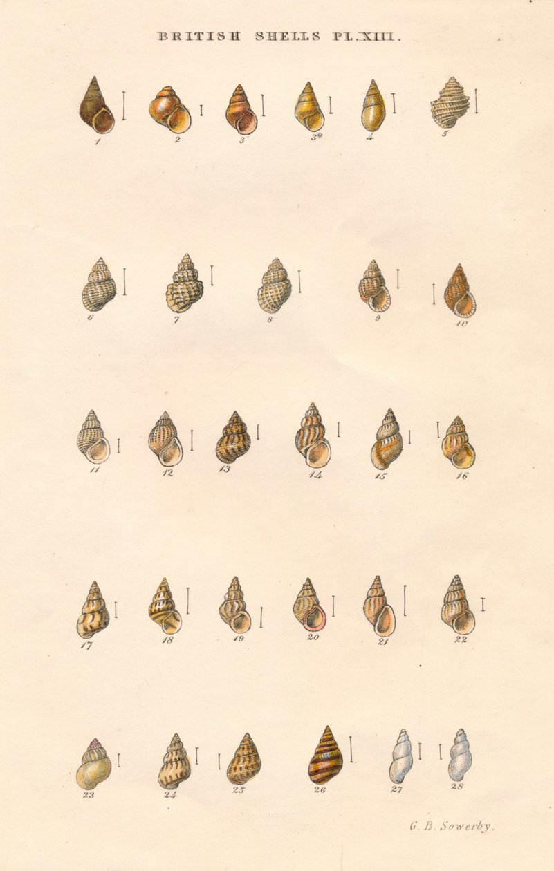British Shells, c1859. av George Brettingham Sowerby