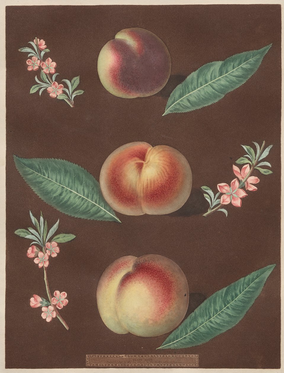 Pomona Britannica: nr. 33 - Fersken av George Brookshaw