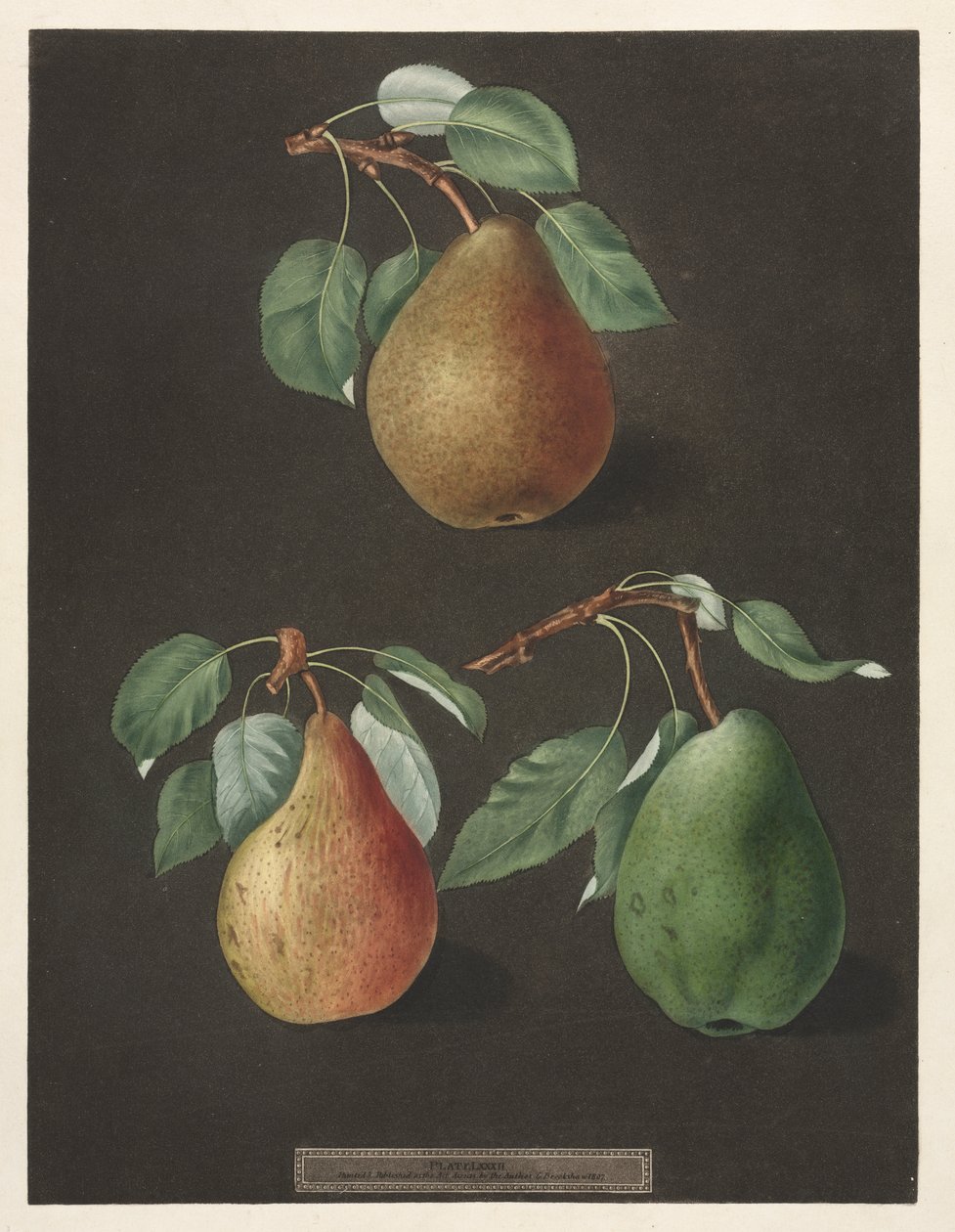 Pomona Britannica: nr. 82 - Pærer av George Brookshaw