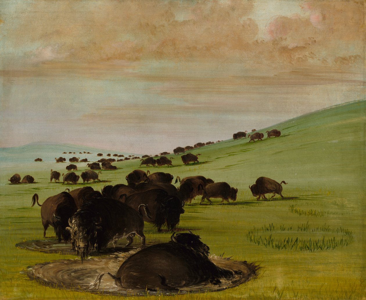 Buffalo Bulls in a Wallow, 1837-1839. av George Catlin