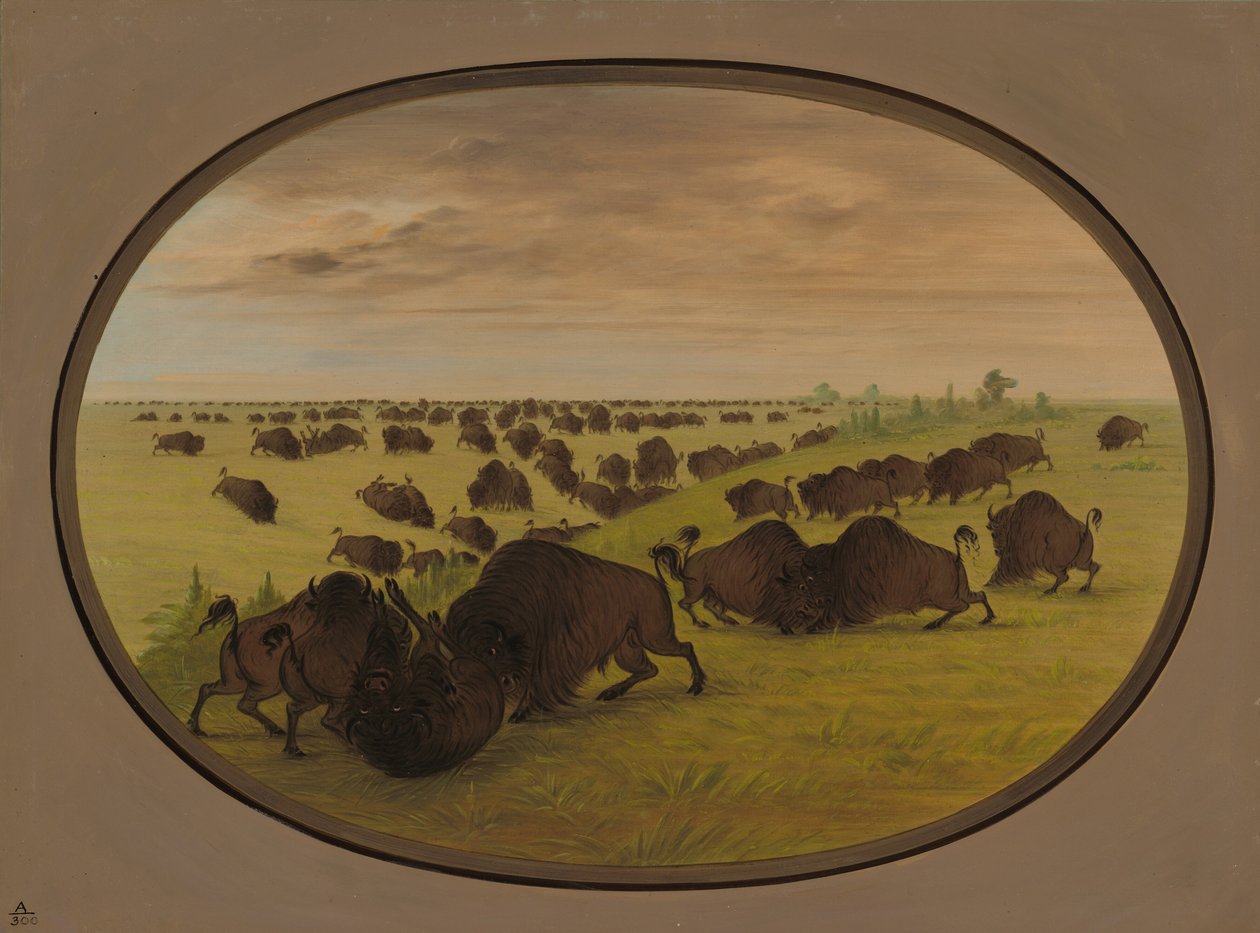 Oksekamp, 18611869. av George Catlin
