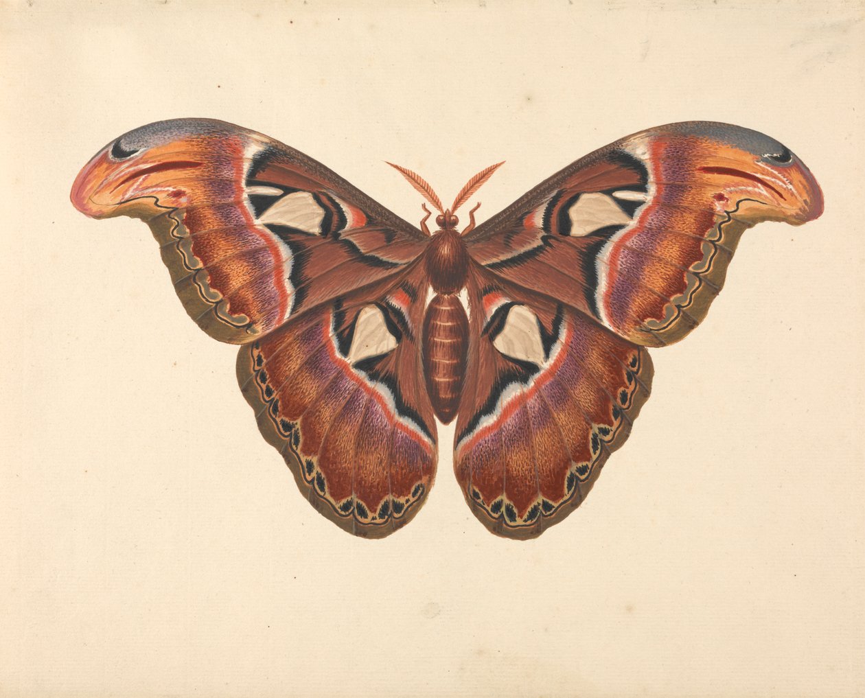 Atlas Moth av George Edwards
