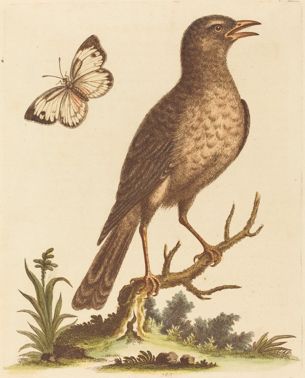 Brun fugl med en sommerfugl. av George Edwards