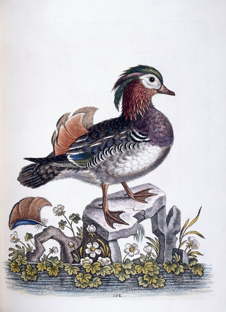 Kinesisk blågrønn, 1746 av George Edwards