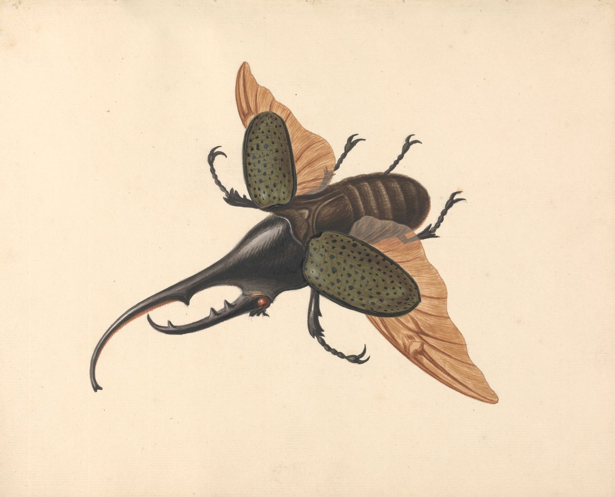 Hercules Beetle av George Edwards