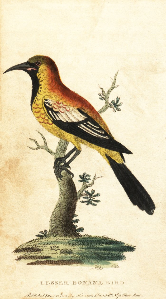 Oriole svarttrost, Gymnomystax mexicanus. ,1800 (gravering) av George Edwards