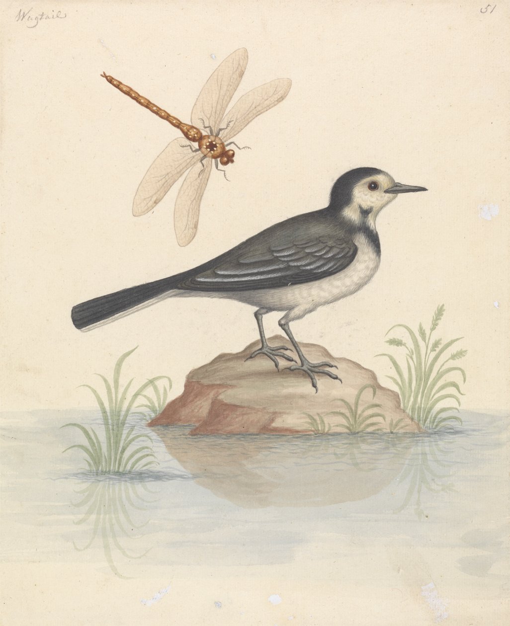 Pied Viptail og Dragonfly av George Edwards