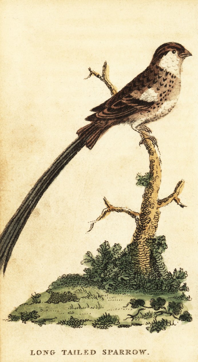 Pin-tailed whydah, Vidua macroura., 1800 (gravering) av George Edwards