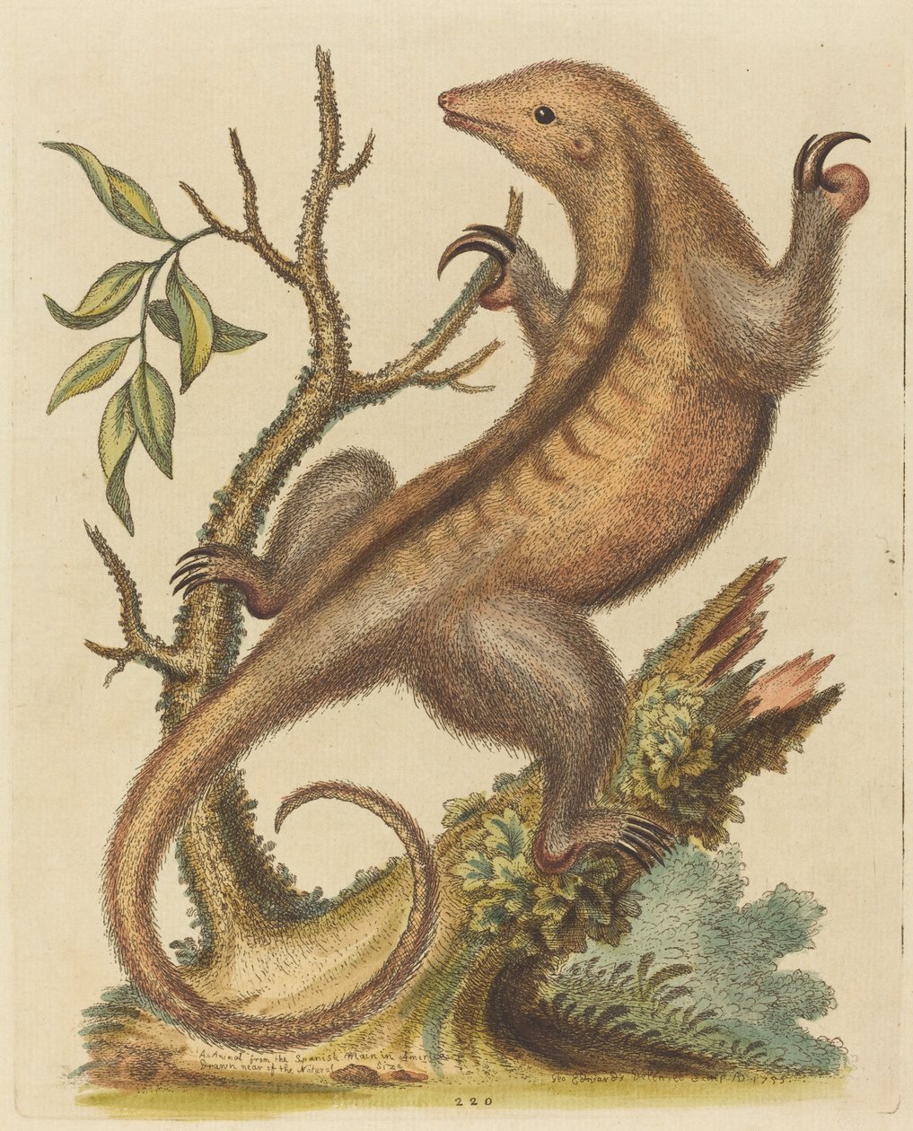 Pygmemyurteater, 1755. av George Edwards