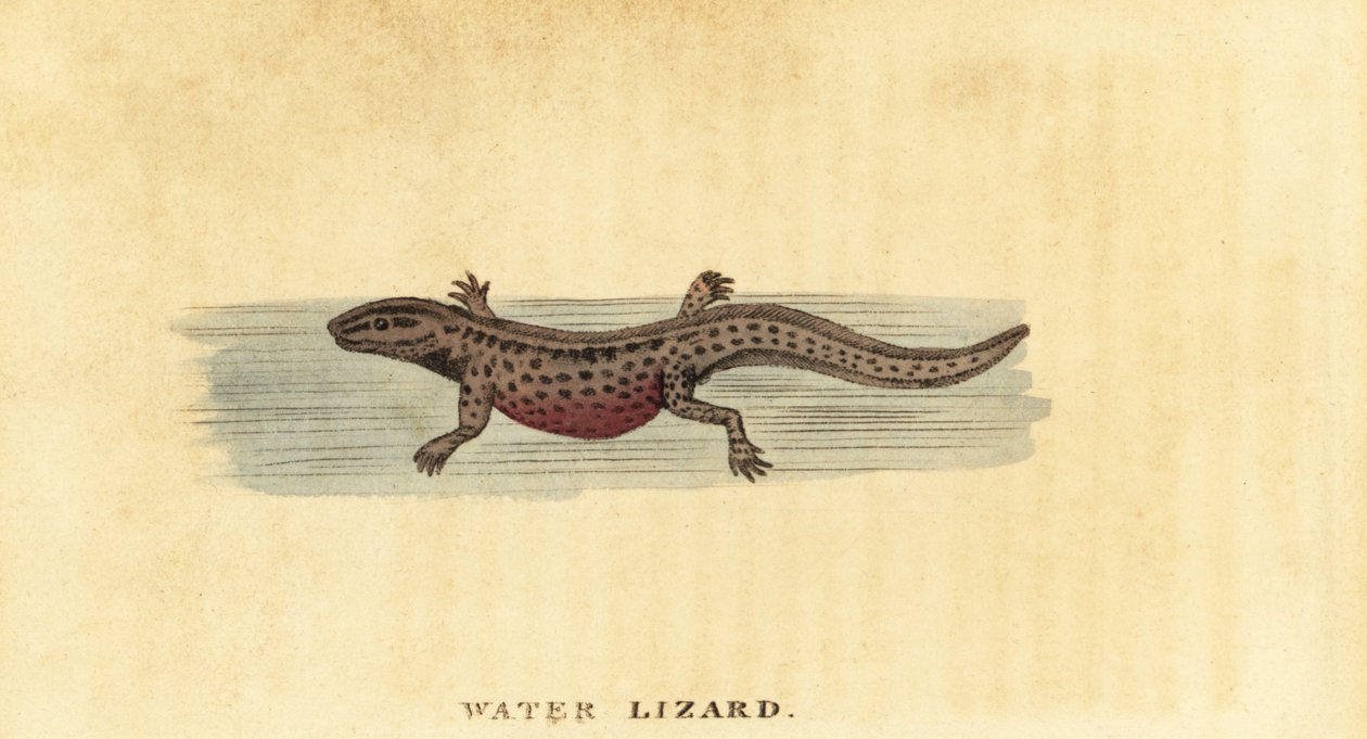 Glatt salamander, Lissotriton vulgaris. ,1800 (gravering) av George Edwards