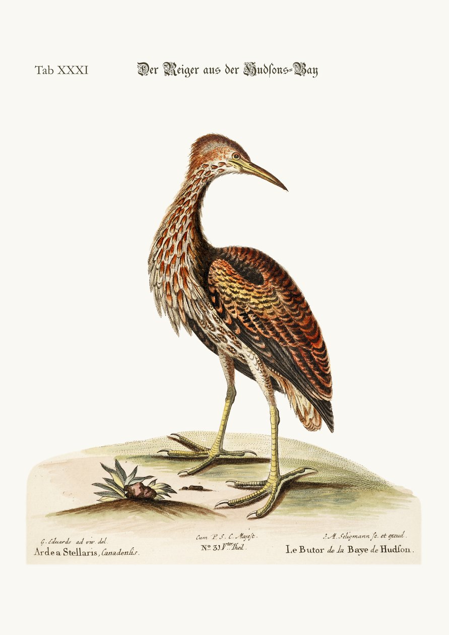 The Bittern fra Hudson
