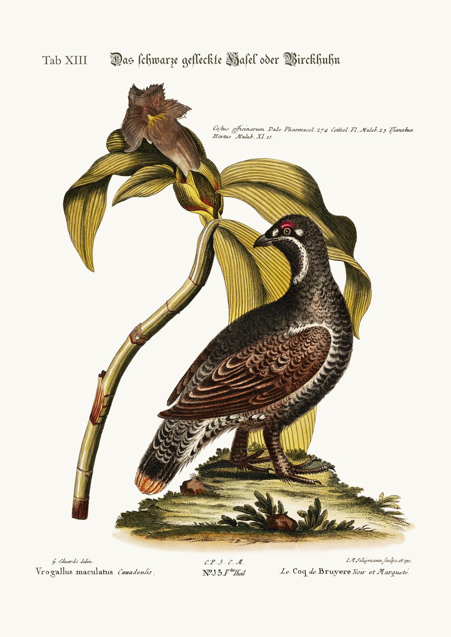 The Black and Spotted Heathcock, 1749-73 av George Edwards