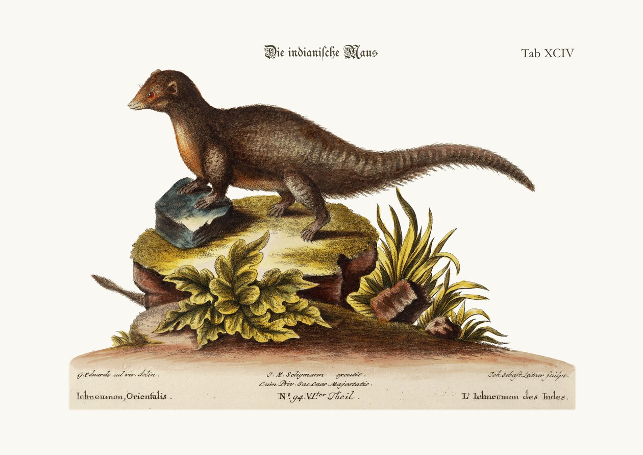 Den indiske Ichneumon, 1749-73 av George Edwards