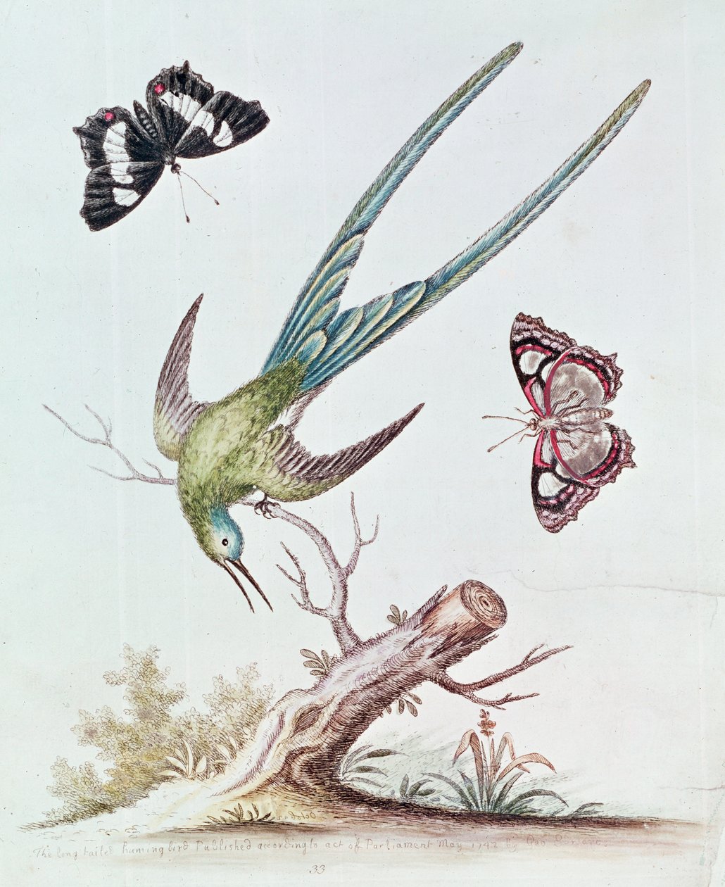 The Long-tailed Humming Bird, 1742 av George Edwards