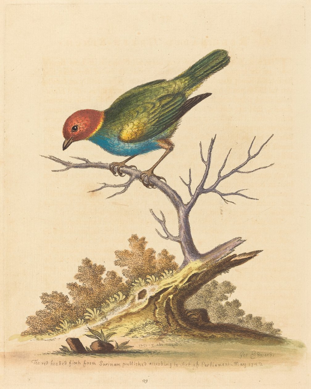 Den rødhodede finken fra Surinam, 1741. av George Edwards