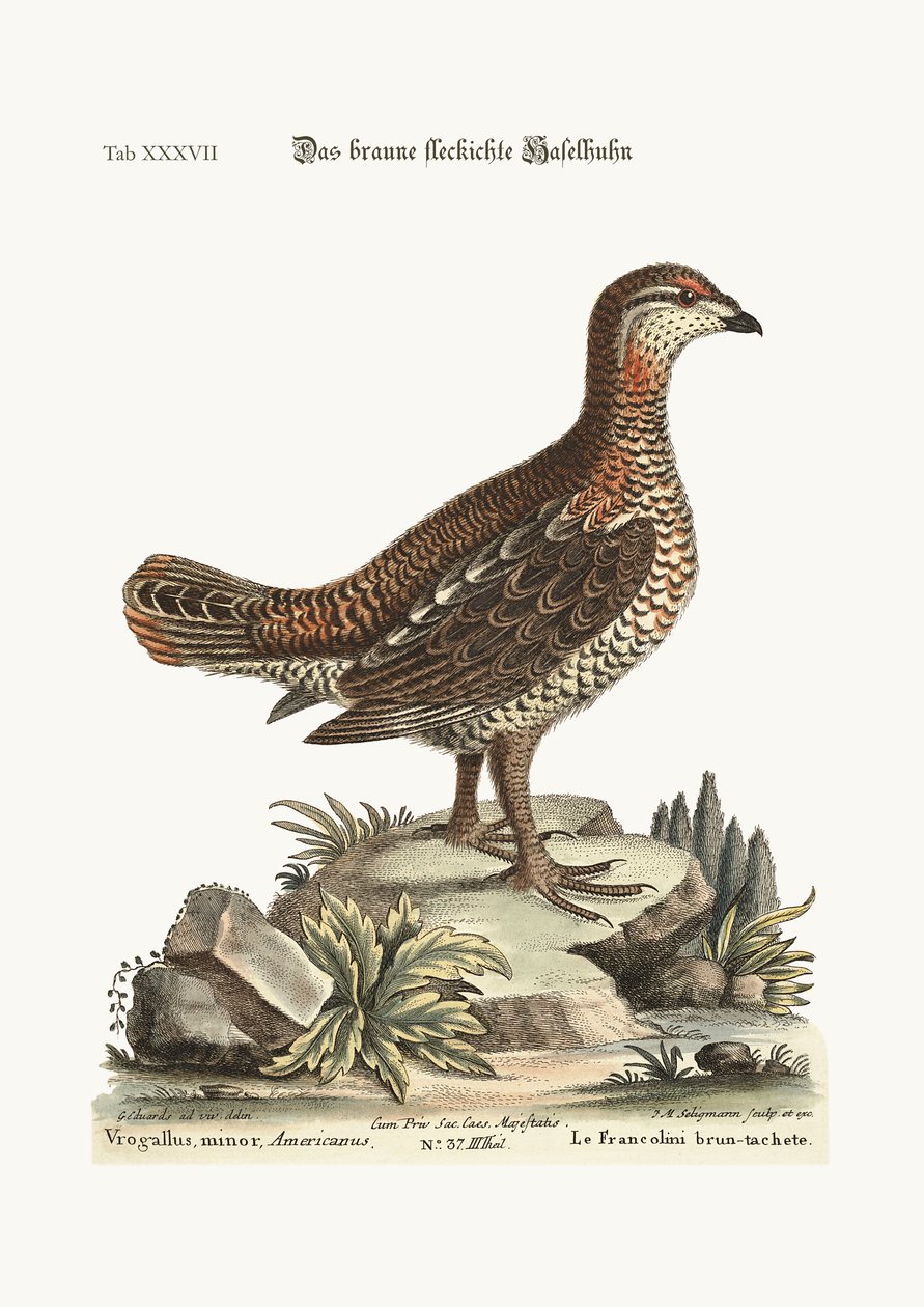 Den brune og flekkete Heathcock, 1749-73 av George Edwards