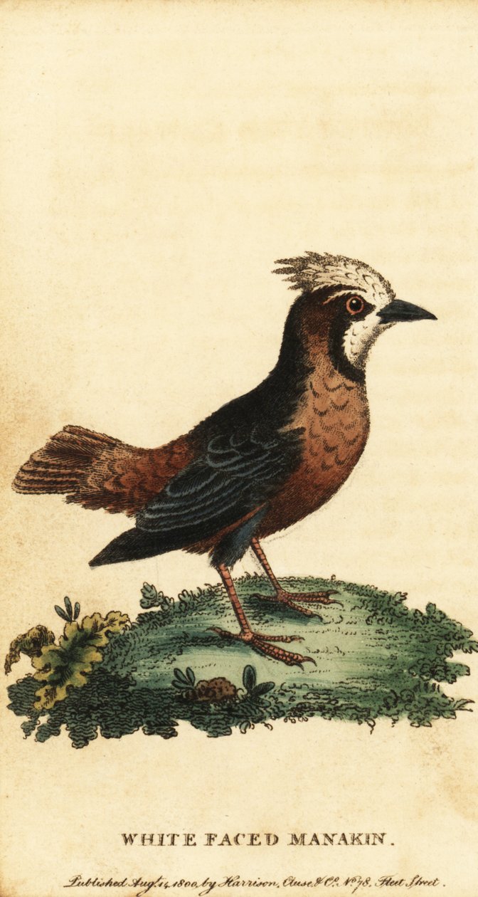 Hvitfløyet myrfugl, Pithys albifrons., 1800 (gravering) av George Edwards