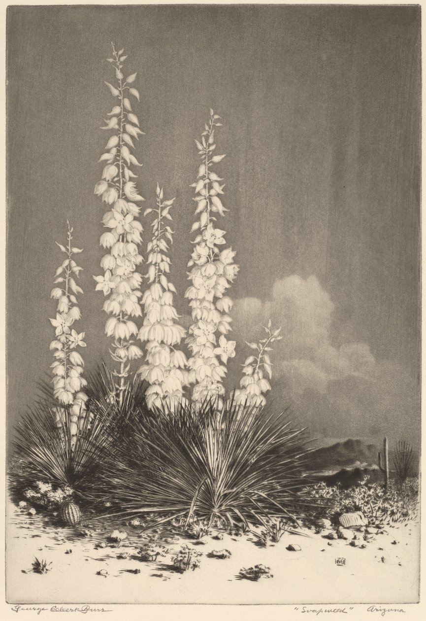 Soapweed, Arizona (nr. 2) av George Elbert Burr
