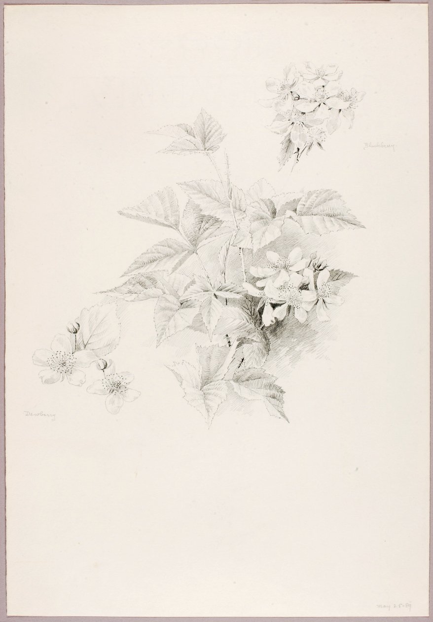  av George Elbert Burr
