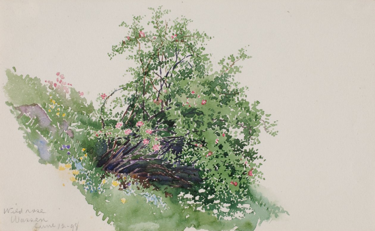 Villrose, Vasking, 1898. av George Elbert Burr